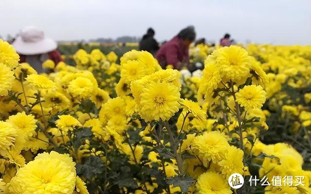 河南3款“不起眼”的优质平价菊花茶，外地无人知，本地当成宝