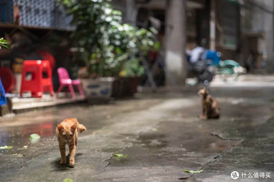 产品｜森养 75mm F1.8 体验，轻巧且带有「复古」之味