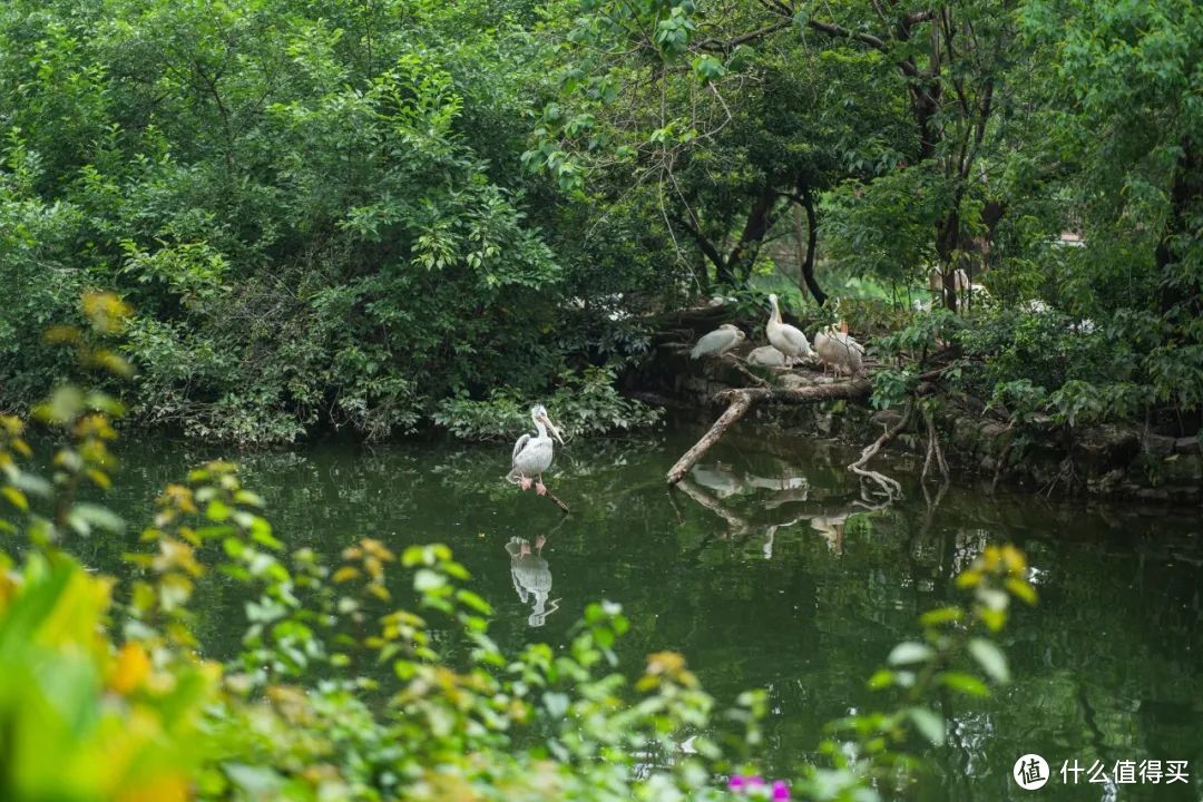 产品｜森养 75mm F1.8 体验，轻巧且带有「复古」之味