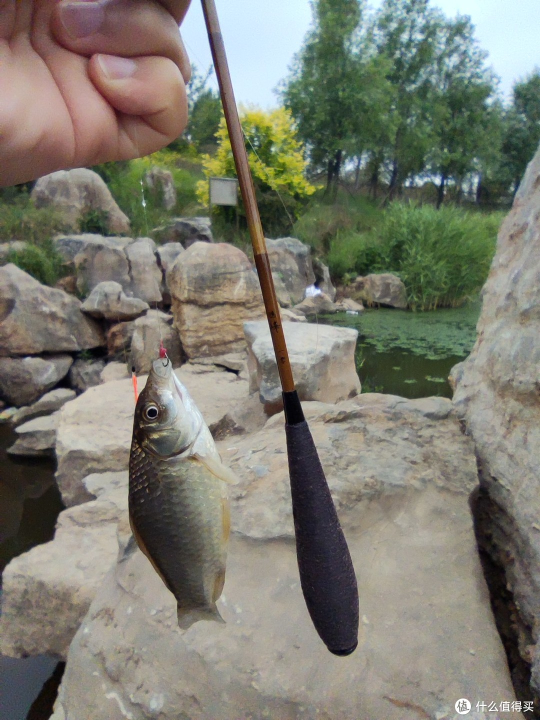 钓鱼用草棍儿——穗峰一零实拍，以及和小鱼名人mini振出210的对比。