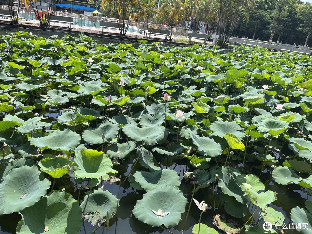 探寻粤菜：沿着“寻味顺德”脚步去德云居