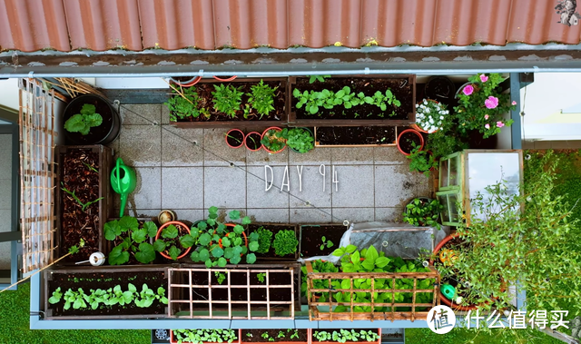 二胎宝妈带孩子一起改造8㎡阳台，种满20多种蔬菜，让人羡慕