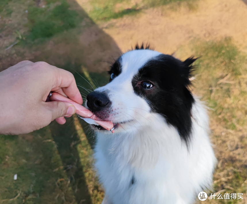 被迫长跑的边境牧羊犬——奥莉