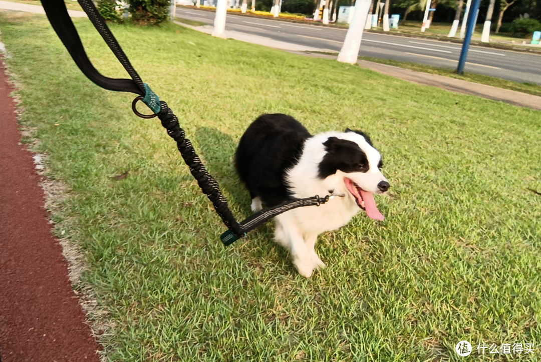 被迫长跑的边境牧羊犬——奥莉