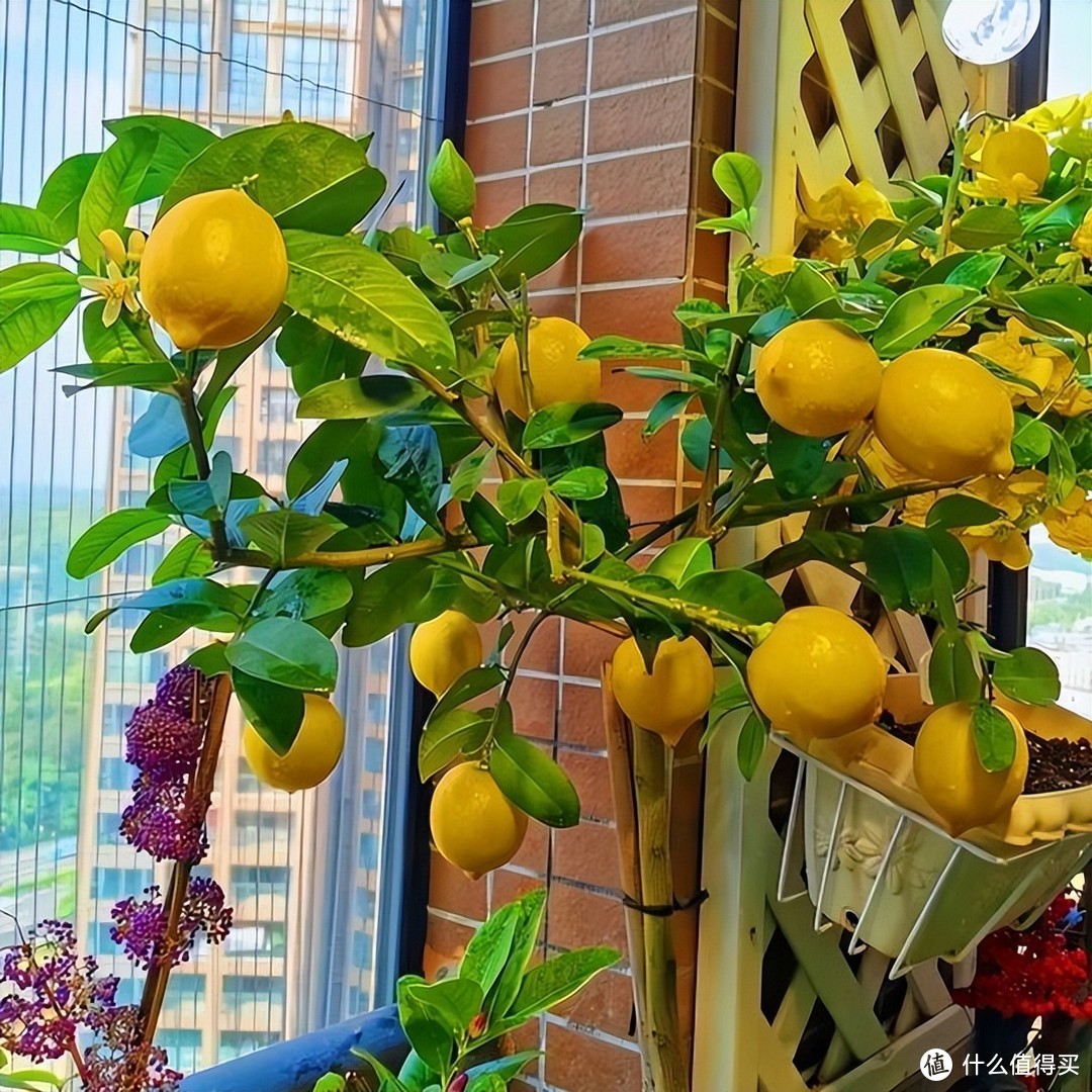 深圳小姐姐的阳台花果园火了，圈粉数十万，网友：这才叫自给自足