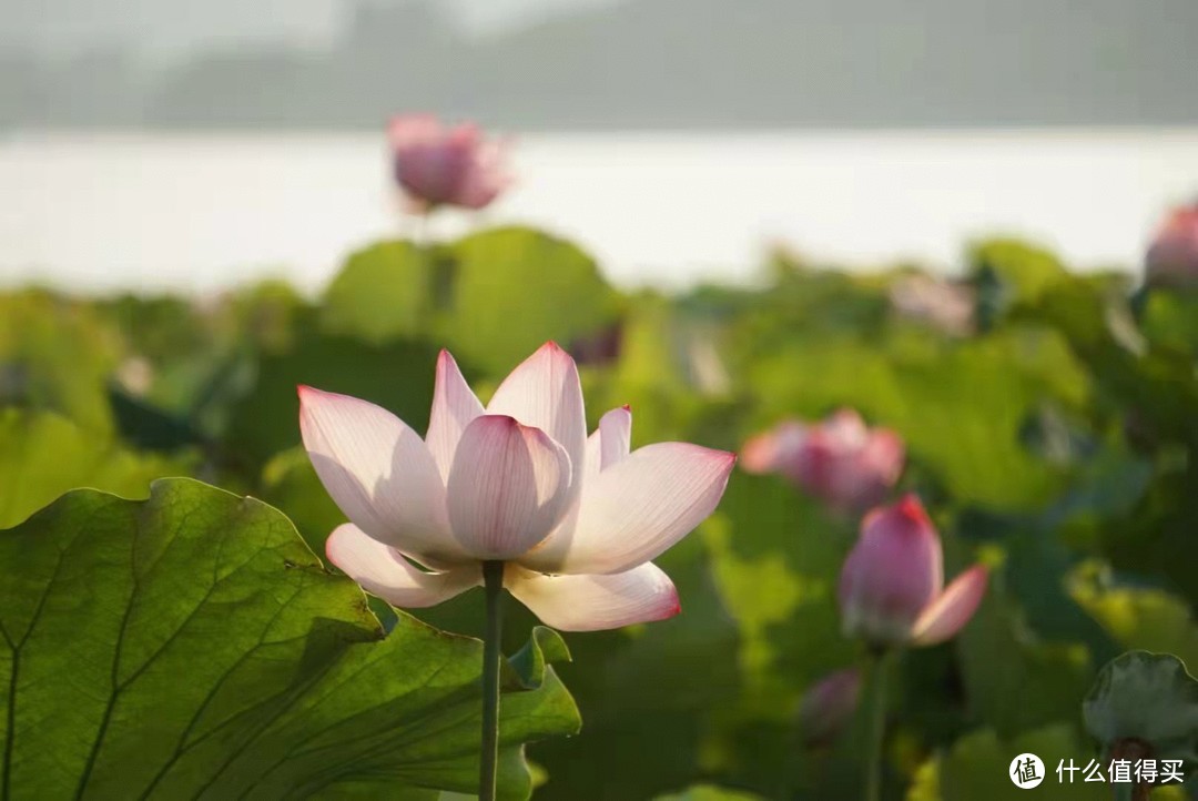 日出荷花，摄于杭州西湖 | 7月9日