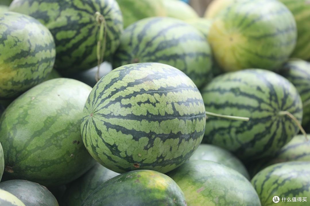 曾经风靡全国的黑皮大西瓜,单个重量高达40斤,为何现在却少见了