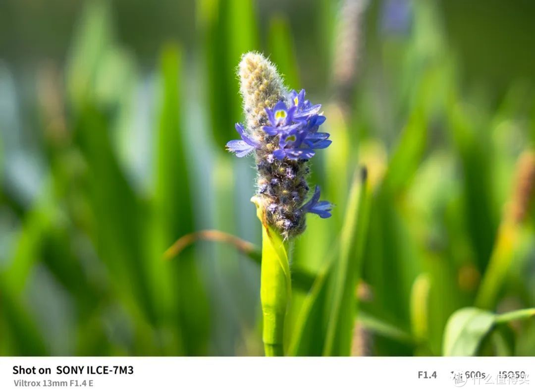 唯卓仕13mm F1.4 广角大光圈自动对焦镜头 E/Z卡口测评  