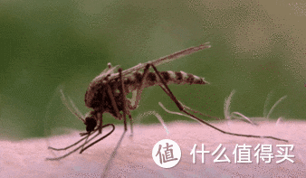 灭蚊大作战——你所需要的七种武器