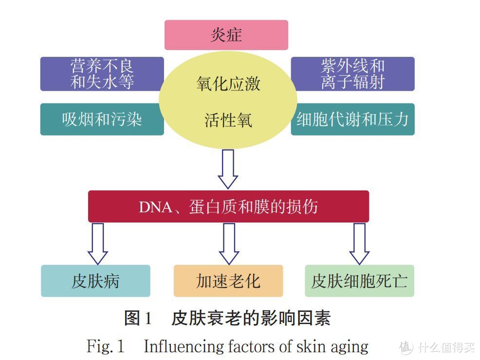 图1  皮肤衰老的影响因素