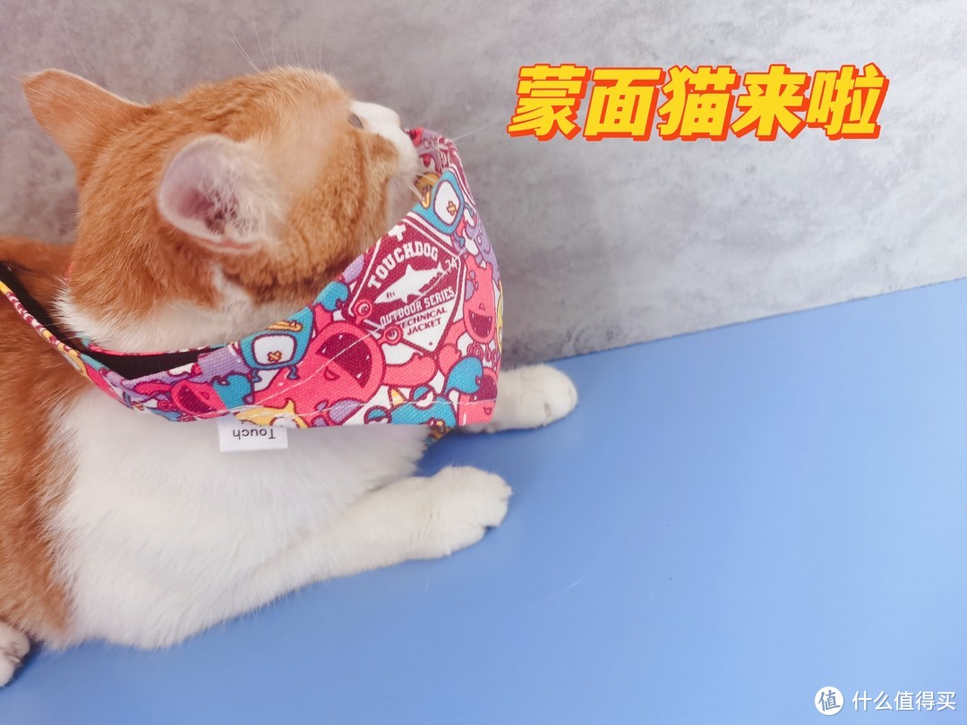 猫砂，你喜欢用哪款呢？