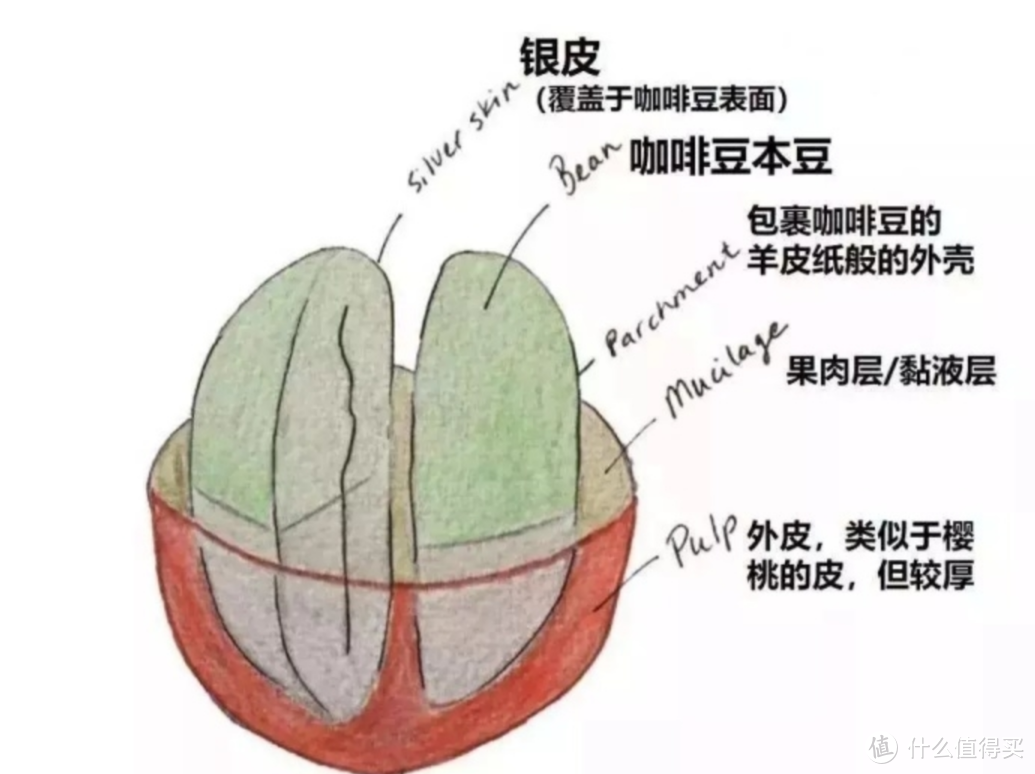 【咖啡知识】用万字论文一篇文章带你了解酵母发酵为什么会让咖啡风味变好 