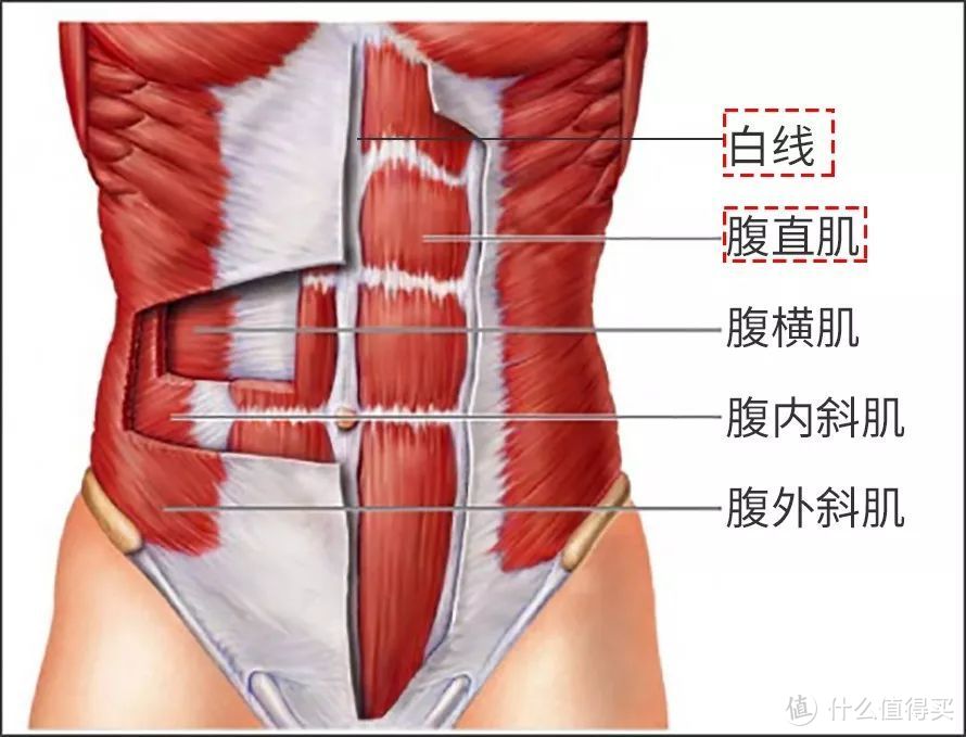 筋长一寸寿长十年，30个全身深度拉筋动作，越拉越年轻