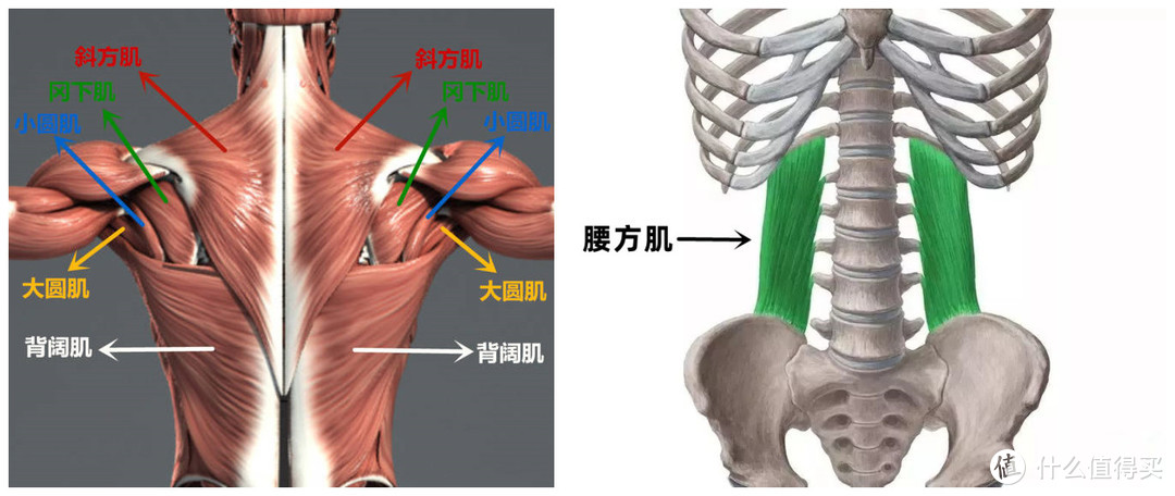 筋长一寸寿长十年，30个全身深度拉筋动作，越拉越年轻