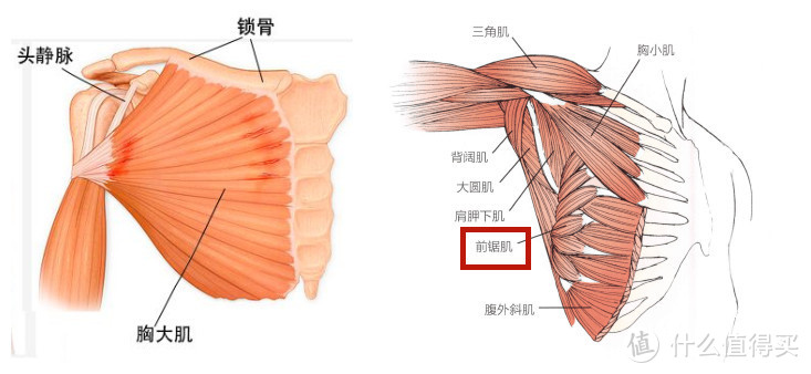 筋长一寸寿长十年，30个全身深度拉筋动作，越拉越年轻