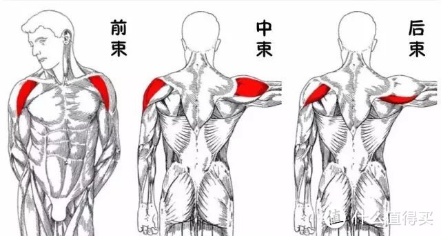 筋长一寸寿长十年，30个全身深度拉筋动作，越拉越年轻