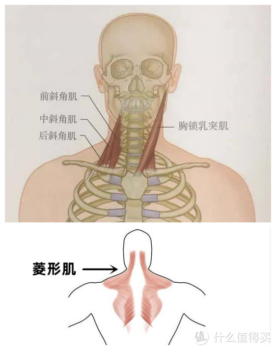 筋长一寸寿长十年，30个全身深度拉筋动作，越拉越年轻