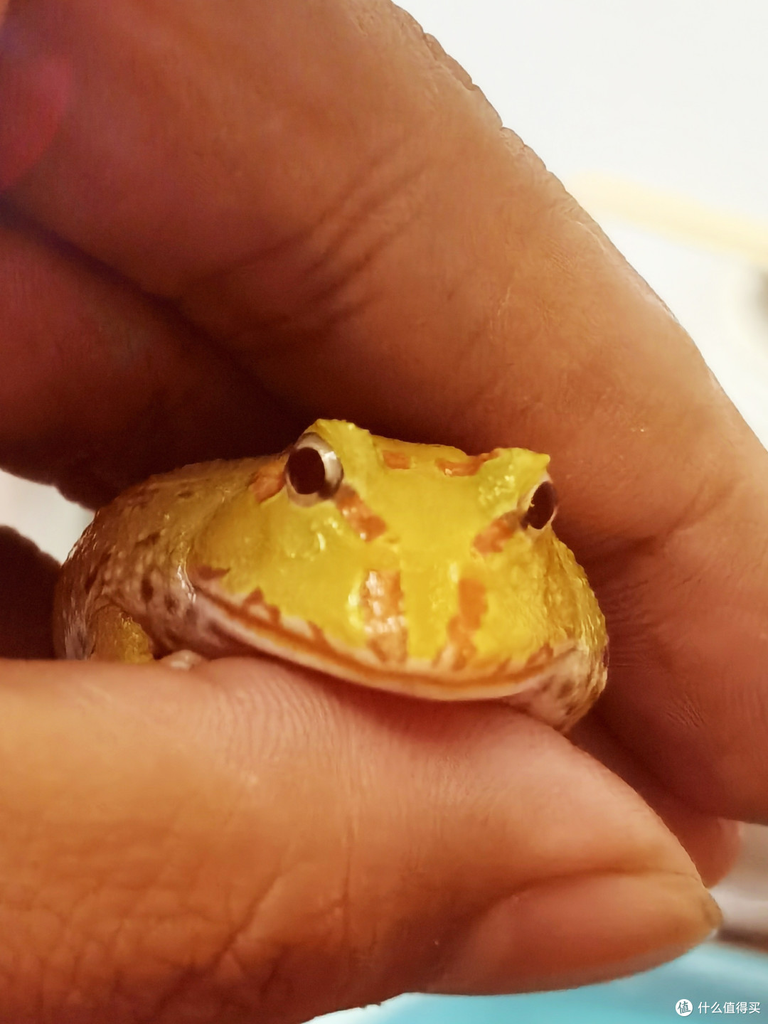 一只黄金角蛙"豪宅"——鱼缸养角蛙与原生鱼