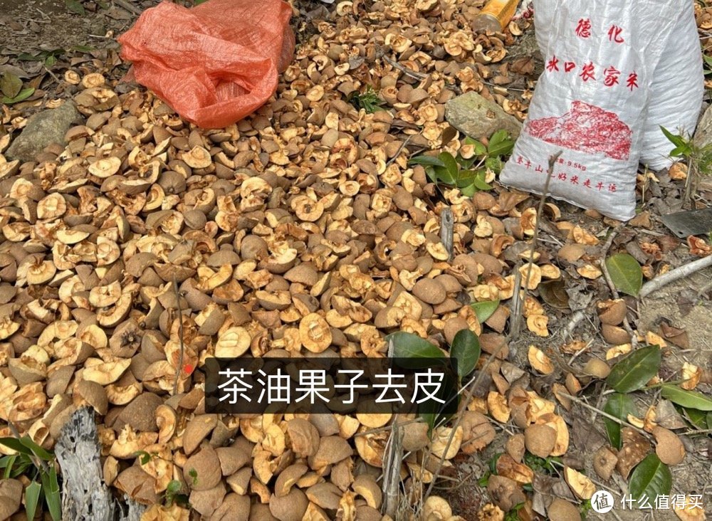 大号种的山茶油