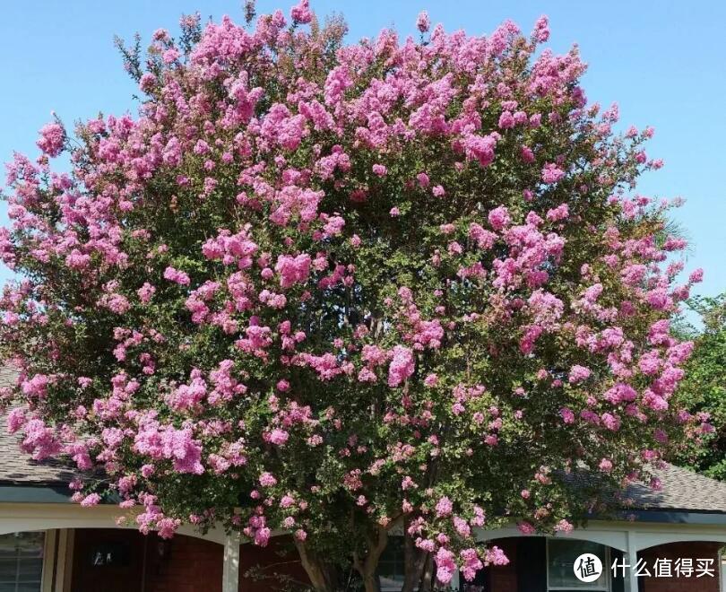 如果有院子，建议养这10种“会开花的树”，给大家晒晒