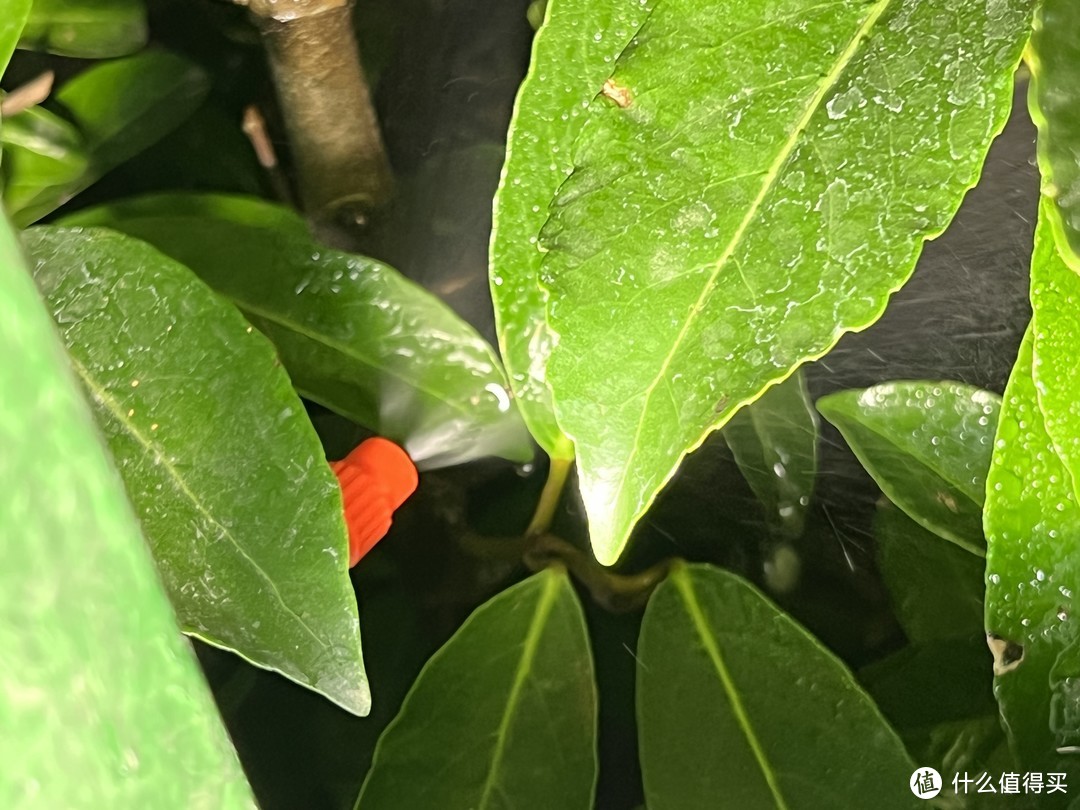 人不在家，花园里的花花草草怎么办？自动灌溉系统可以解决我的难题