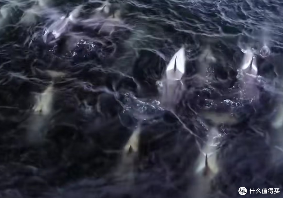 纪录片|鲸鱼的秘密之虎鲸—因为一部韩剧而看了一部纪录片