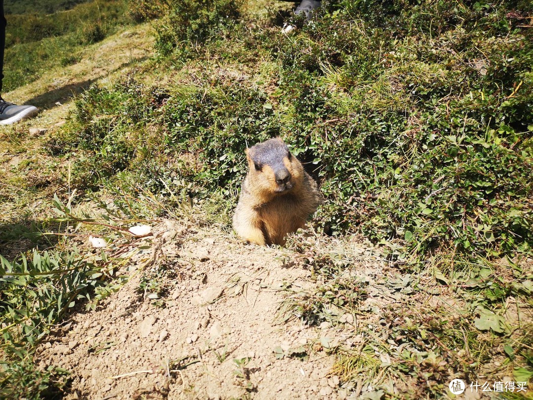 这一代高海拔地区产喜马拉雅旱獭，俗名土拨鼠，挖得到处都是10CM口径的大洞，看起来很萌。
