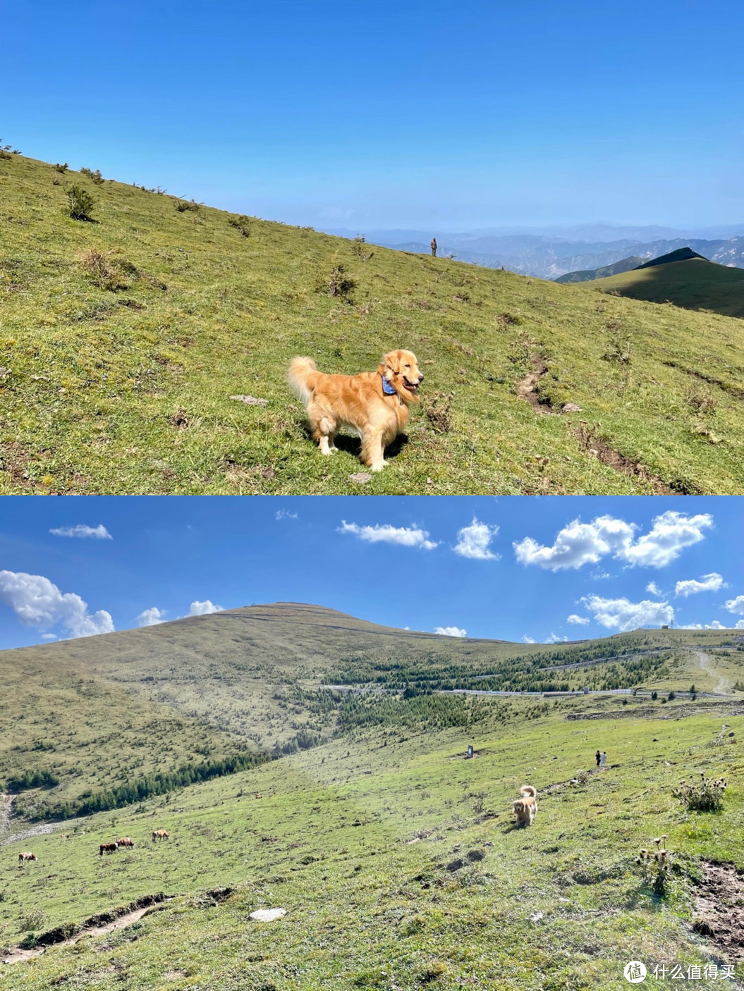 高山牧场，远处有很多牛，但wiki只对牛便感兴趣