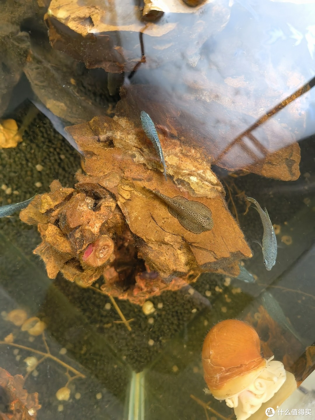 贵州爬岩鳅，挺可爱的，平时基本上都在鱼缸壁上趴着