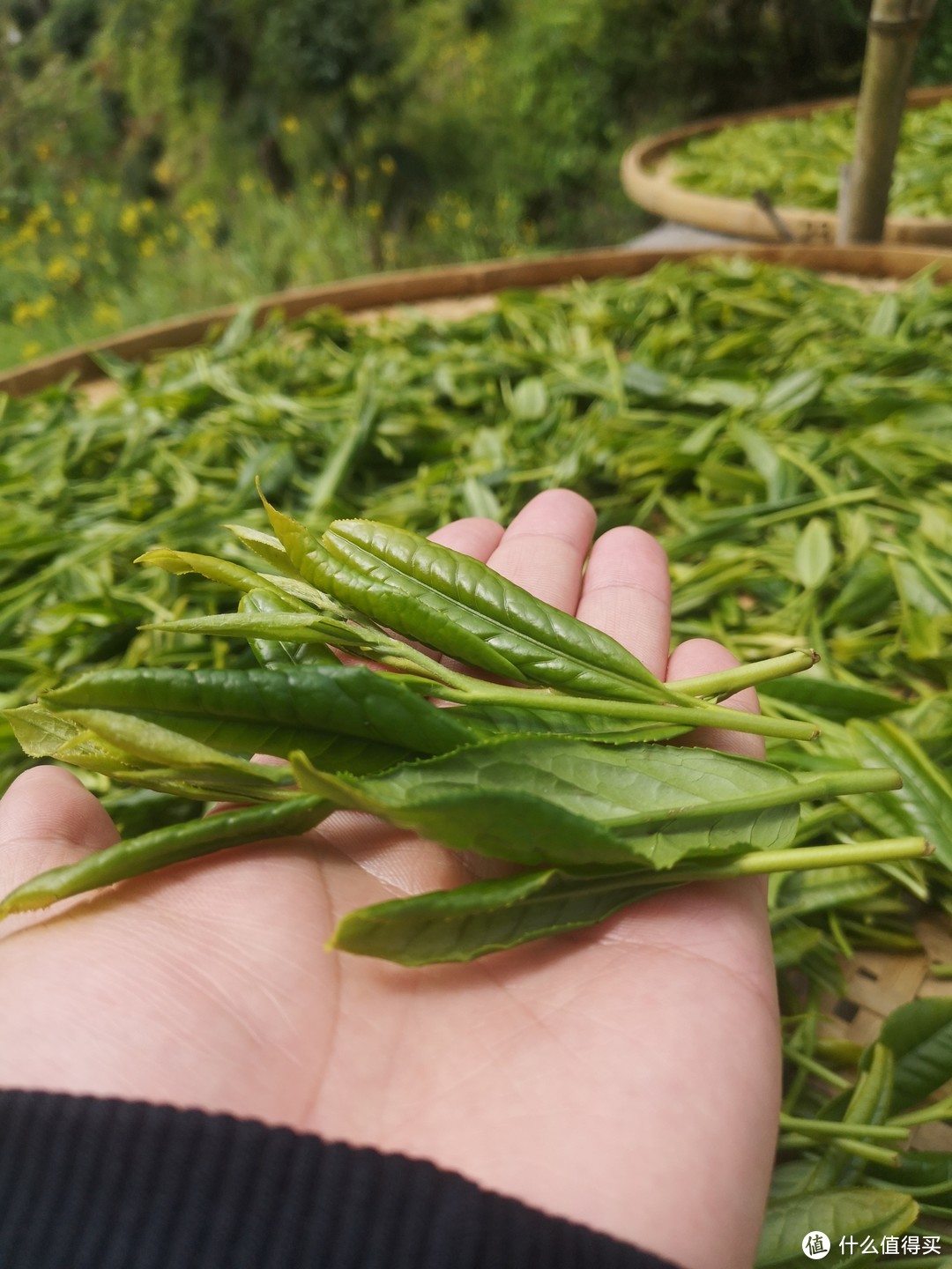 安徽绿茶的价格是多少