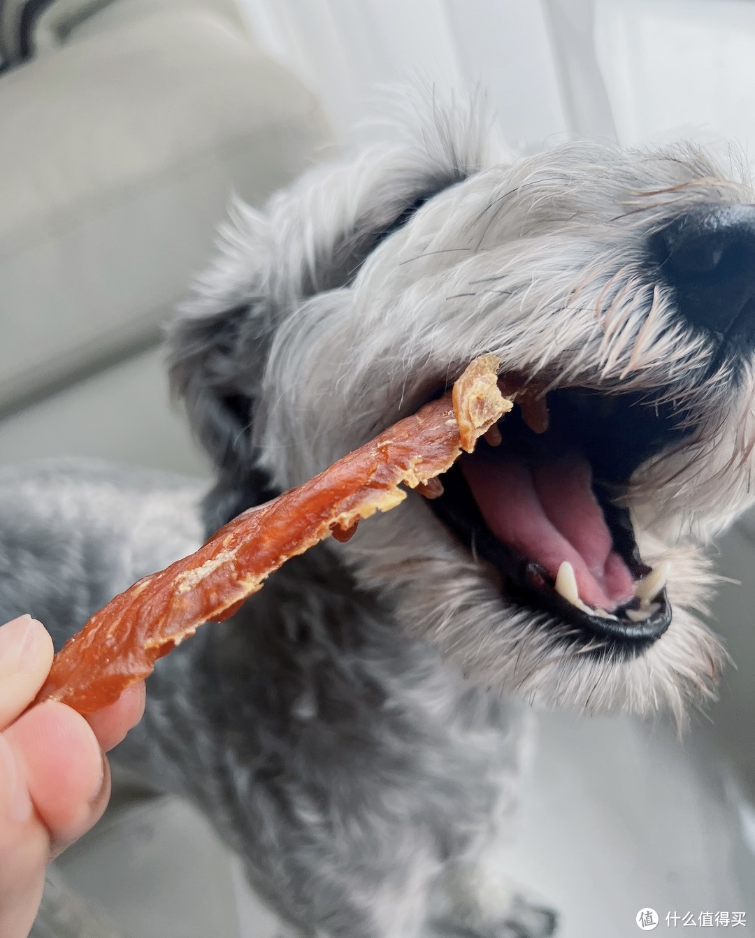 养狗四年～烹饪狗食的手艺日益精进～但我最终还是选择了放弃～