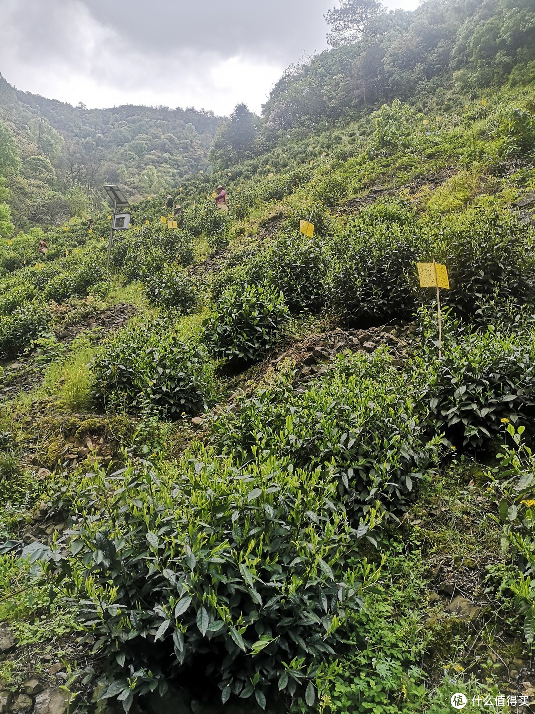 几斤茶树叶子可以做成一斤干茶？