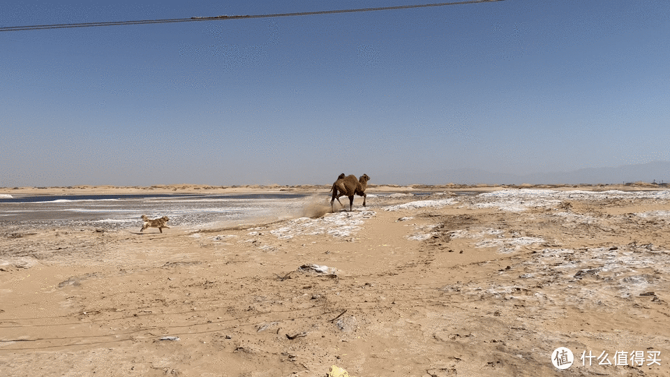 wiki在沙漠盐湖第一次看到了骆驼