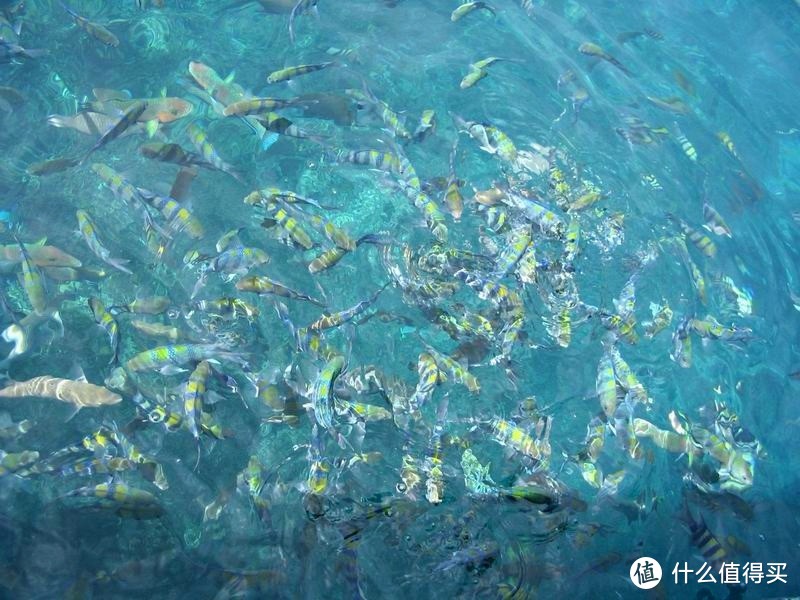 马来西亚游 - 热浪岛：潜水天堂，水晶般清澈的海水，五彩缤纷的珊瑚礁，洁白的沙滩，爱她就带她来吧！