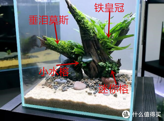 先拿出沉木，把沉木上的水草绑上