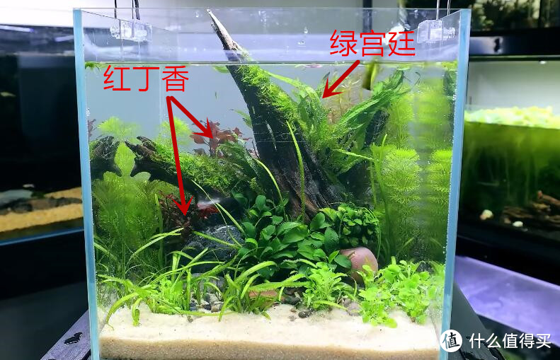 然后又种植了一些绿宫廷和紫红丁香做点缀