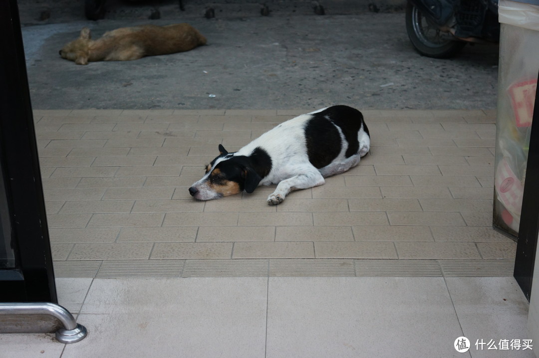 泰国特色，7-11门口的狗