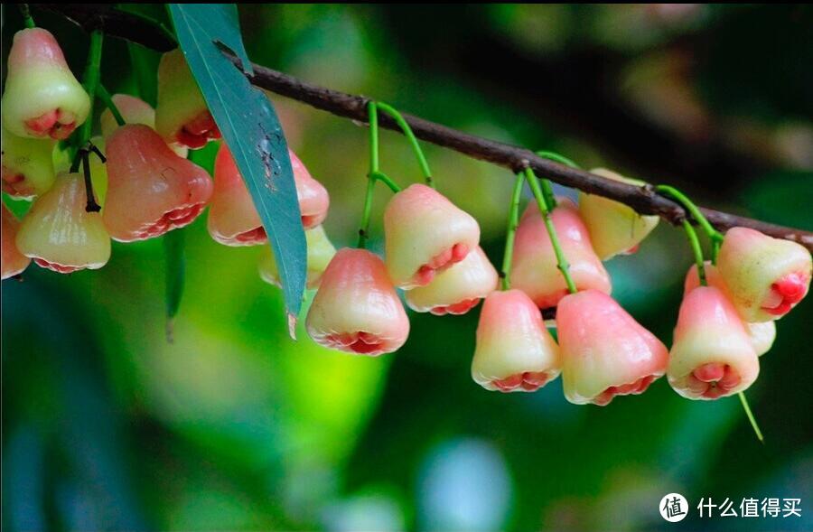 菊花残--说说我的斗痔经历