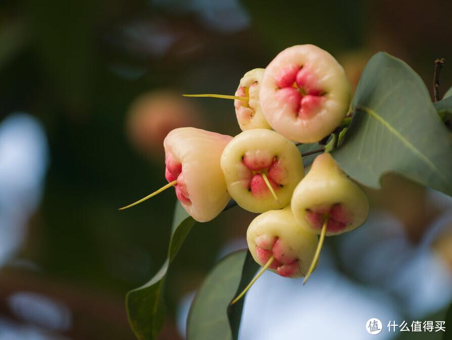 菊花残--说说我的斗痔经历