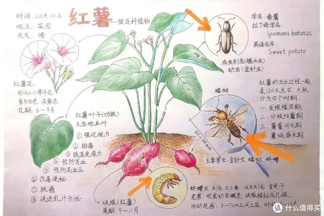 重回一年级，你小时候做过自然笔记吗？？