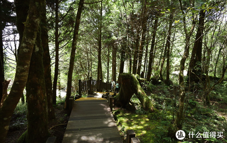 假期旅行去的魔幻森林-桧木原始林，紫叶槭红叶隧道