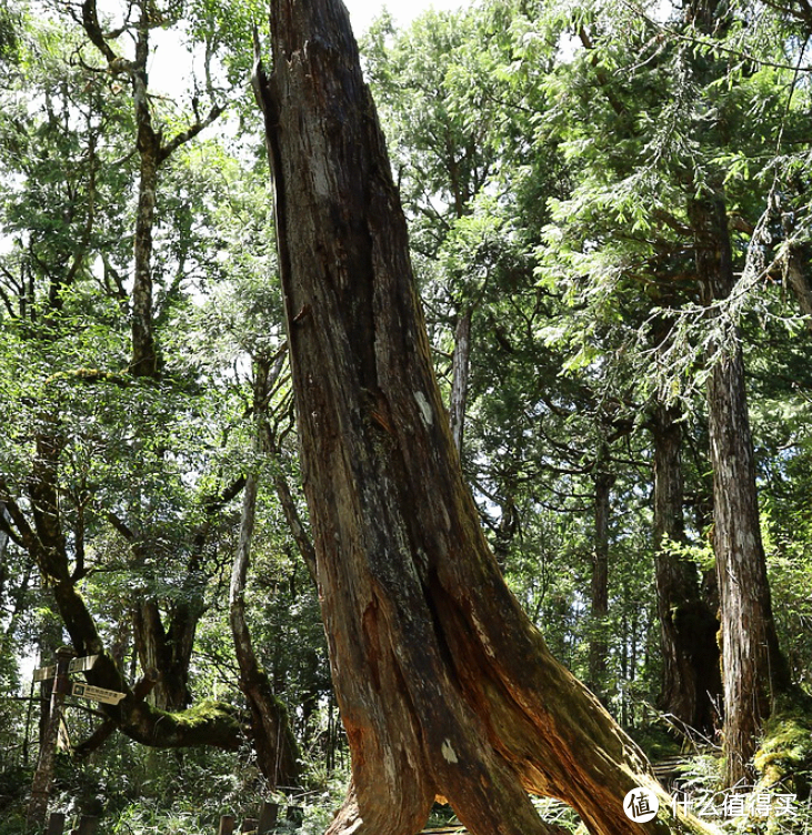 假期旅行去的魔幻森林-桧木原始林，紫叶槭红叶隧道