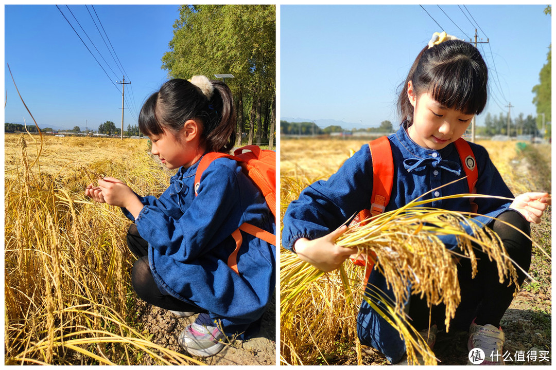 今秋，不能错过的那一片京西稻田！