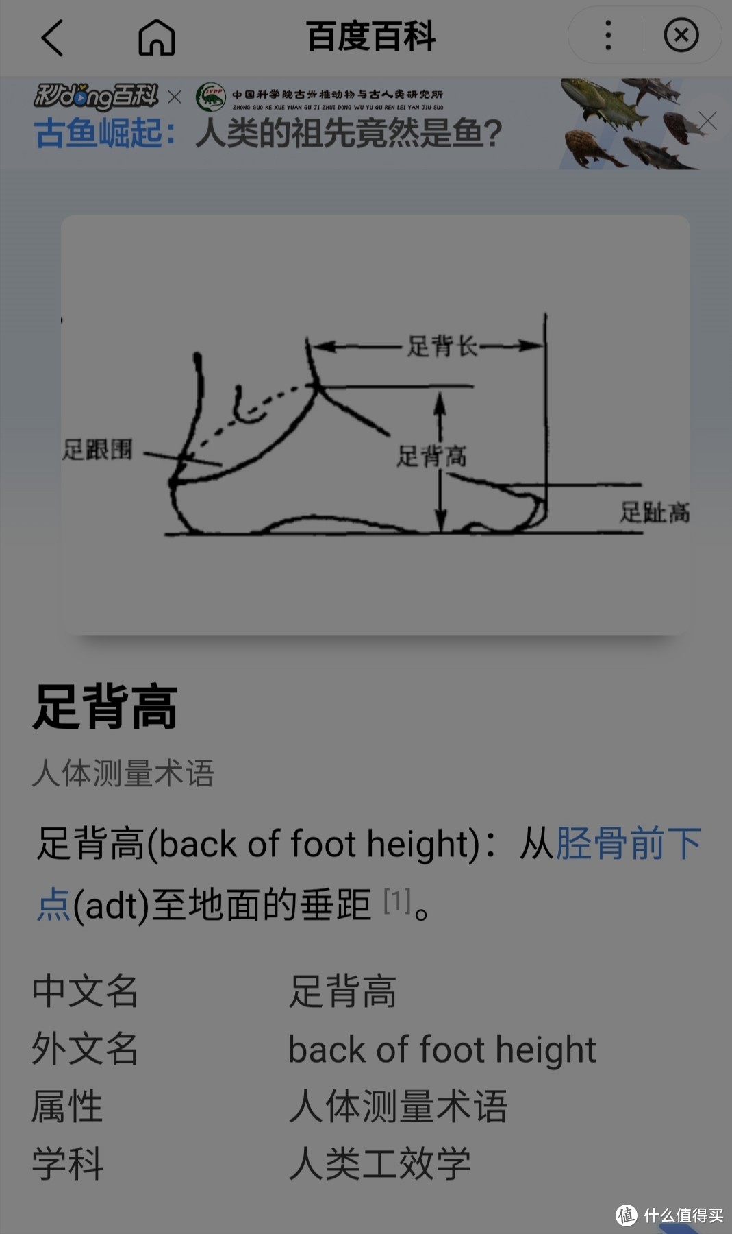 4E宽楦/脚宽/脚胖/脚背高/没后跟/中国人的脚适合什么样的鞋？平板足/扁平足怎么选鞋？减震运动鞋亚瑟士