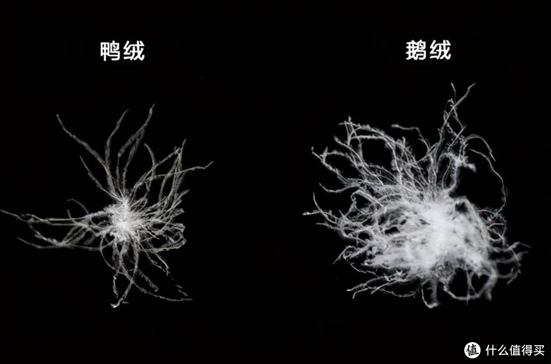 凛冬将至，如何挑选一床适合自己的羽绒被？