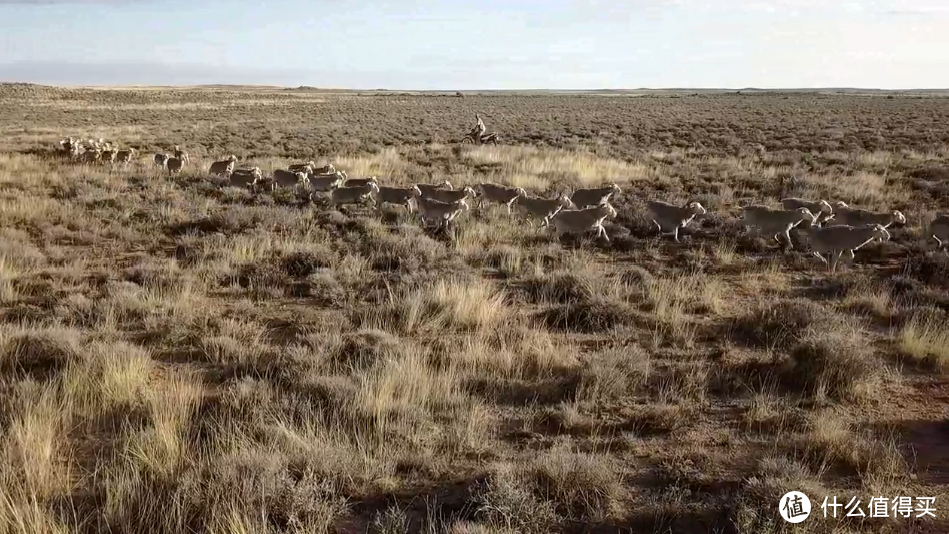 迪卡侬美利奴羊毛来自南非Konsortium Merino农场