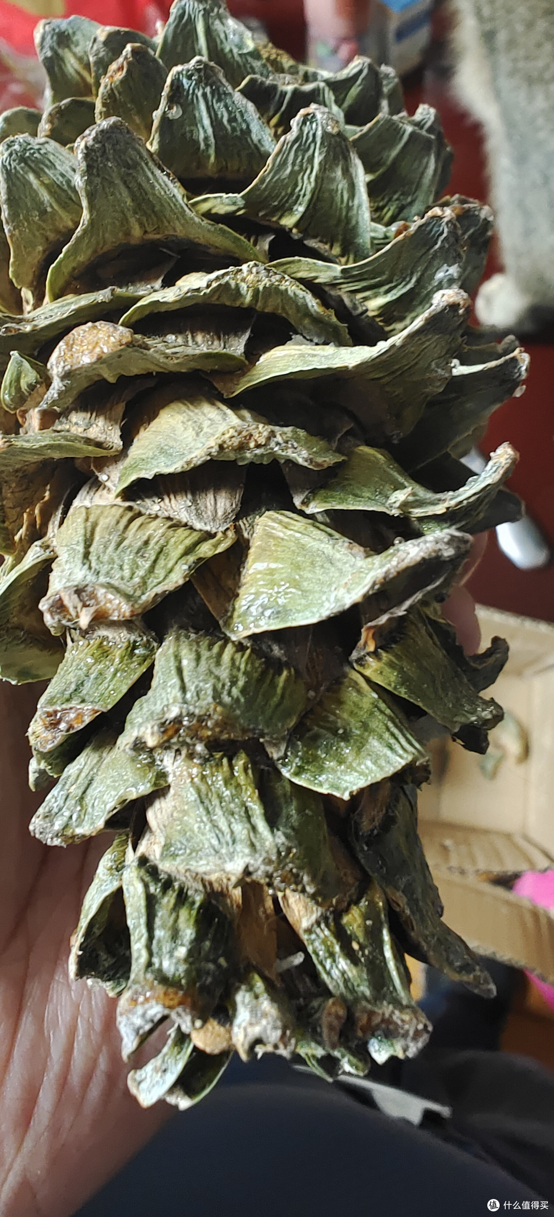 北域奇珍/买了个松塔王/最贵最大号的/东北松塔新鲜大松果野生松球带