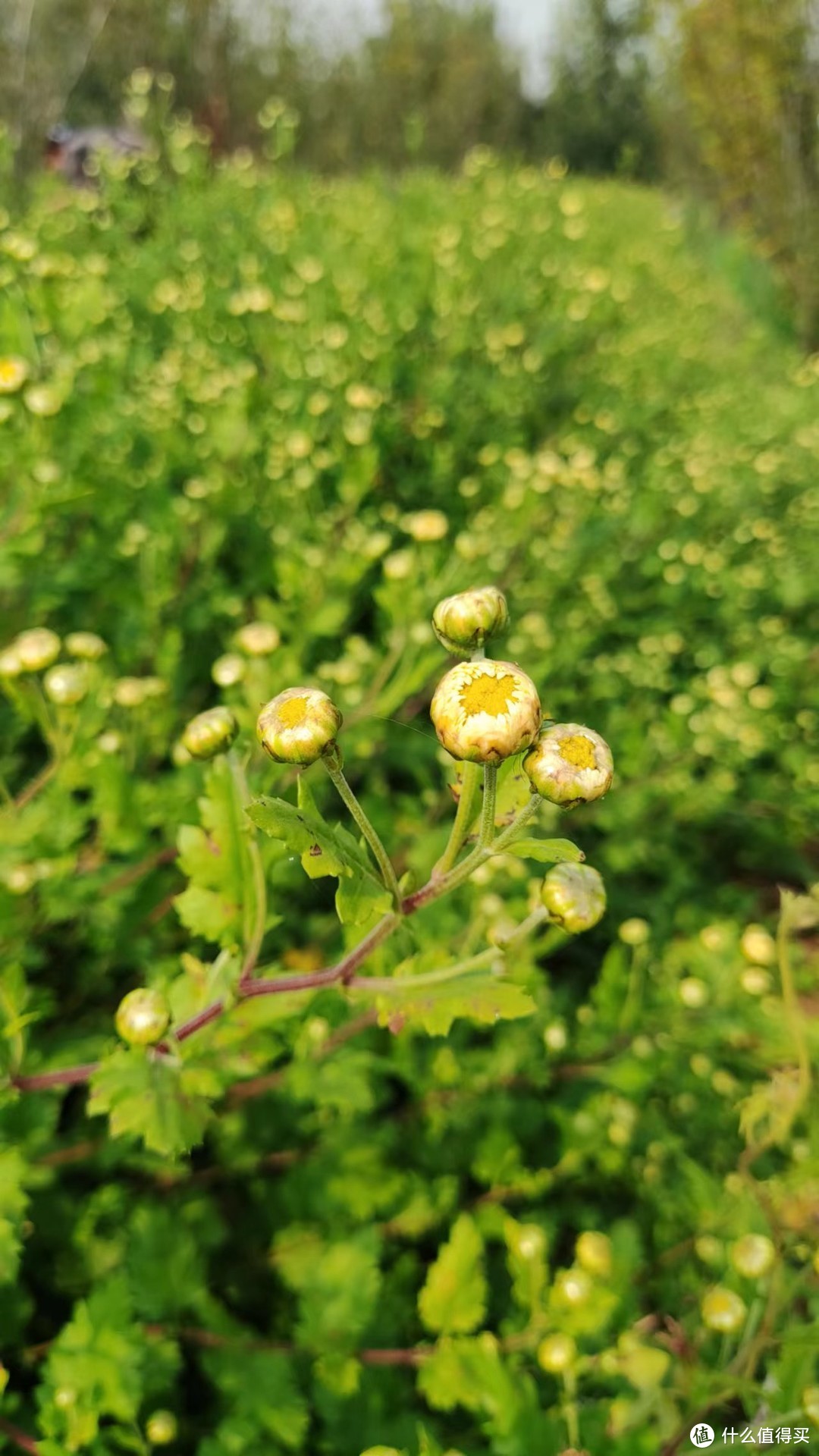 局（菊）部地区有疫情，静默期间-采摘胎菊