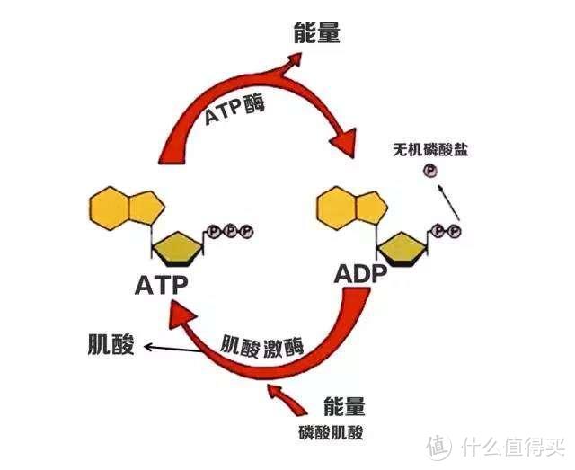 磷酸原系统供能