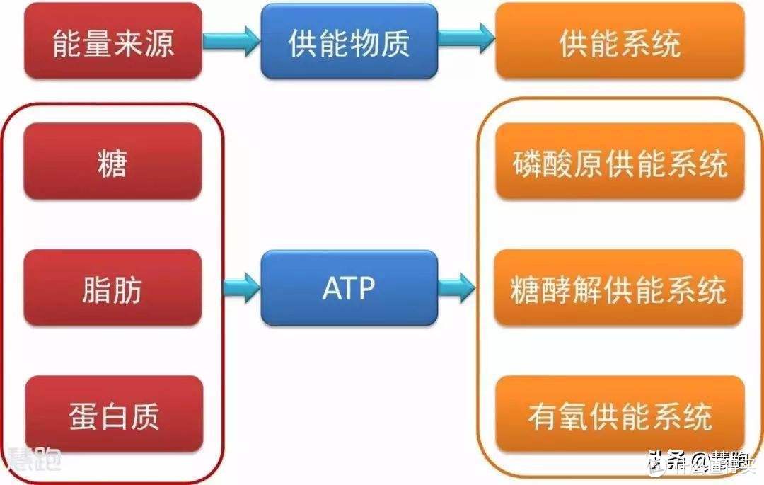 食物进入体内到体内转成atp在通过供能系统在转化成能量